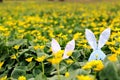 Easter bunny hidden on a flower meadow, yellow spring flowers on a meadow of green grass. Concept spring, ears hare