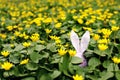 Easter bunny hidden on a flower meadow, yellow spring flowers on a meadow of green grass. Concept spring, ears hare