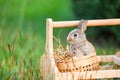 Easter bunny hunt for easter egg on flower grass and outdoor nature background