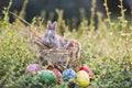 Easter bunny hunt easter egg on green grass nature background