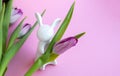 Easter bunny and lilac tulips on pink background, Easter celebration concept Royalty Free Stock Photo