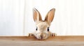 Easter bunny looks out of a wooden table