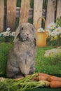 Easter bunny lop eared rabbit sitting up with farm carrots and blooming spring flowers