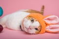 Easter Bunny. Orange and white cat with bunny ears and easter eggs on pink background. Royalty Free Stock Photo