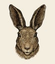 Easter bunny. Portrait of hare, sketch. Vintage vector illustration