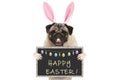 Easter bunny pug puppy dog with ears, eggs and blackboard with text happy easter