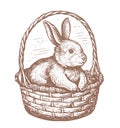 Easter bunny rabbit in basket. Hand drawn cute hare in sketch style. Easter symbol, sketch vector illustration Royalty Free Stock Photo