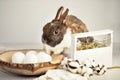 Easter bunny rabbit in a basket with white eggs near by, holiday concept Royalty Free Stock Photo