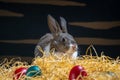 Easter bunny rabbit on the black background. Easter holiday concept. Cute rabbit in hay near dyed eggs.  Adorable baby rabbit.  Sp Royalty Free Stock Photo