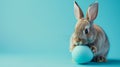 easter bunny rabbit with blue painted egg on blue background. easter holiday concept. AI Generative Royalty Free Stock Photo
