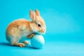Easter bunny rabbit with blue painted egg on blue background. Easter holiday concept Royalty Free Stock Photo