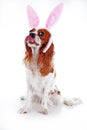Easter bunny rabbit ears on dog puppy. Cute funny dog photo. Cavalier king charles spaniel puppy wearing rabbit costume