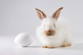 Easter bunny rabbit with egg on gray background