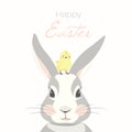 Easter bunny rabbit. Grey hare head face. Yellow chicken. Spring holiday mascot symbol. Isolated on white background. Royalty Free Stock Photo