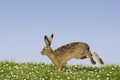 Easter bunny running Royalty Free Stock Photo