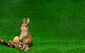 Easter bunny sits on the grass and holds a willow twig and an egg on a green background on the left. banner Royalty Free Stock Photo