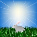 Easter Bunny sitting on green grass in the rays of the bright sun