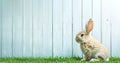 Easter bunny sitting in trimmed grass on garden lawn near empty wooden fence Royalty Free Stock Photo