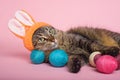 Easter Bunny. Tabby cat with bunny ears and easter eggs on pink background. Royalty Free Stock Photo