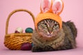 Easter Bunny. Tabby cat with bunny ears and easter eggs on pink background. Royalty Free Stock Photo