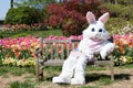 Easter bunny with tulips Royalty Free Stock Photo