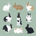 Easter Bunny vector Rabbits set retro style