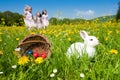 Easter bunny watching the egg hunt Royalty Free Stock Photo