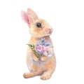 Easter bunny, watercolor baby rabbit with spring flowers in his hand in pastel colors. Hand painted illustration for Royalty Free Stock Photo