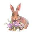 Easter bunny watercolor baby rabbit with spring flowers in pastel colors. Hand painted illustration for happy holidays Royalty Free Stock Photo