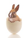 Easter bunny in white egg Royalty Free Stock Photo
