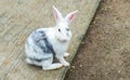 Easter Bunny (White and Gray Rabbit) Sit and Looking to The Camera Royalty Free Stock Photo