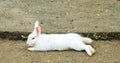 Easter Bunny (White Rabbit) Lay down on The Ground