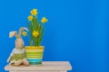 Easter bunny with yellow daffodils isolated on the blue backgr