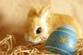 Easter Bunnys Egg Royalty Free Stock Photo