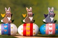 Easter bunnys and Easter eggs on green background spring meadow