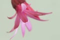 Easter cactus flower on a green background, close up shot Royalty Free Stock Photo