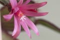 Easter cactus flower on a green background, close up shot Royalty Free Stock Photo