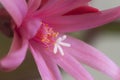 Easter cactus flower on a green background, close up shot Royalty Free Stock Photo