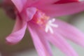 Easter cactus flower on a green background, close up shot Royalty Free Stock Photo