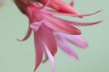 Easter cactus flower on a green background, close up shot Royalty Free Stock Photo