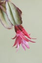 Easter cactus flower on a green background, close up shot Royalty Free Stock Photo