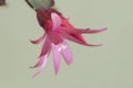 Easter cactus flower on a green background Royalty Free Stock Photo