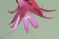 Easter cactus flower on a green background, close up shot Royalty Free Stock Photo