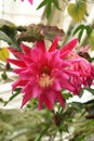 Easter cactus flower Royalty Free Stock Photo