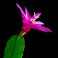 Easter Cactus Royalty Free Stock Photo