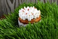 Easter cake and colorful eggs in green grass Royalty Free Stock Photo