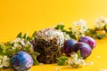 Easter cake, painted eggs and a sprig of a blooming pear on a yellow monochrome background