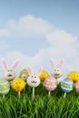 Easter cake pops Royalty Free Stock Photo