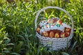 Easter cakes and eggs in a holiday basket Royalty Free Stock Photo