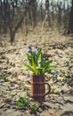 Easter card. Beautiful forest Bluebell and spring forest Royalty Free Stock Photo